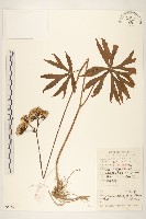 兔兒傘藏品圖，第1張