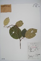 毛花楊桃藏品圖，第1張