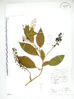 美洲商陸藏品圖，第1張