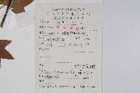 五裂槭藏品圖，第2張