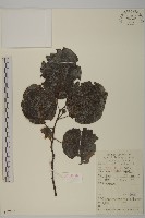 苦皮藤藏品圖，第1張