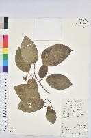 白木烏臼藏品圖，第1張