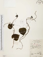 千金藤、金線吊烏龜藏品圖，第1張