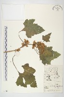 蒼耳藏品圖，第1張