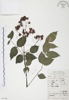 灰色木藍藏品圖，第1張