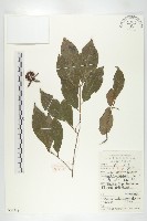 菱葉柿藏品圖，第3張