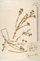 全葉馬蘭藏品圖，第1張