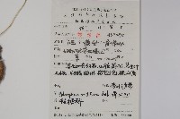 杏葉沙參藏品圖，第2張