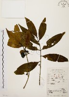 茜草樹藏品圖，第1張