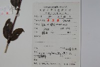 裡白忍冬、紅腺忍冬藏品圖，第2張