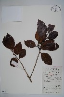 刻脈冬青藏品圖，第1張