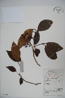 高山莢迷藏品圖，第1張