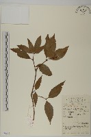 草珊瑚、紅果金粟蘭藏品圖，第1張