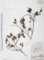 小葉赤楠藏品圖，第1張