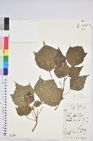 野桐藏品圖，第1張