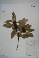 中型冬青藏品圖，第1張