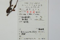 鼠李冬青、滿樹星藏品圖，第2張