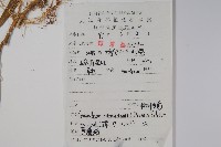 柳葉白前藏品圖，第2張