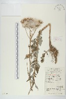 泥胡菜藏品圖，第1張