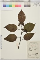 拐棗、枳椇藏品圖，第1張