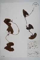 管花馬兜鈴藏品圖，第1張