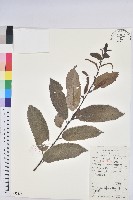 茅栗藏品圖，第1張