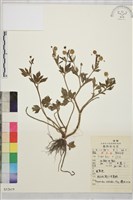 辣子草、揚子毛茛藏品圖，第1張