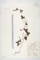 打碗花藏品圖，第1張