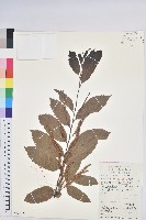 茅栗藏品圖，第1張