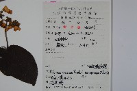 蝴蠂莢迷藏品圖，第2張