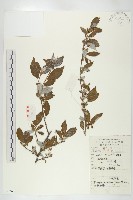 木半夏藏品圖，第1張