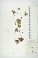 篱打碗花藏品圖，第1張