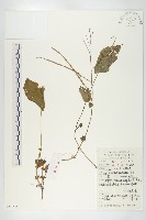 諸葛菜藏品圖，第1張