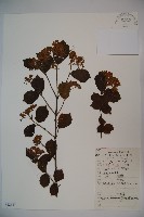 莢迷藏品圖，第1張