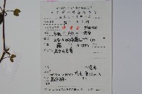 忍冬、金銀花藏品圖，第2張