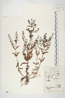 鼠耳芥藏品圖，第1張