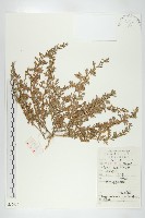 廣東葶藶藏品圖，第1張