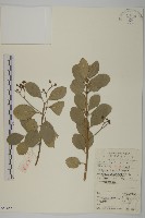日本衛矛, 大葉黃楊藏品圖，第1張