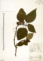 構樹藏品圖，第1張