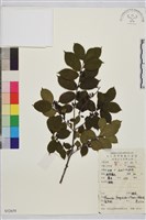 貓乳藏品圖，第1張