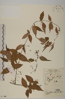 永瓣藤藏品圖，第1張