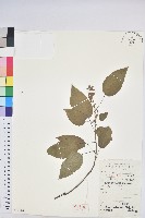 扛香藤藏品圖，第1張