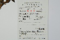 鼠李冬青、滿樹星藏品圖，第2張