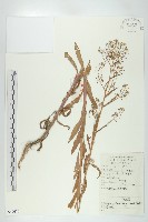 風花菜、球果山芥菜藏品圖，第1張