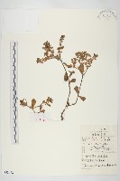 凹葉景天藏品圖，第1張