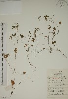 酢漿草藏品圖，第1張