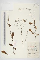 黃鵪菜藏品圖，第1張