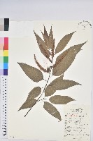 錐栗藏品圖，第1張