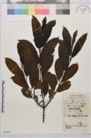 凍綠藏品圖，第1張