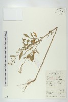 風花菜、球果山芥菜藏品圖，第1張